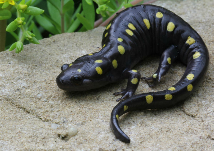 Spotted Salamander